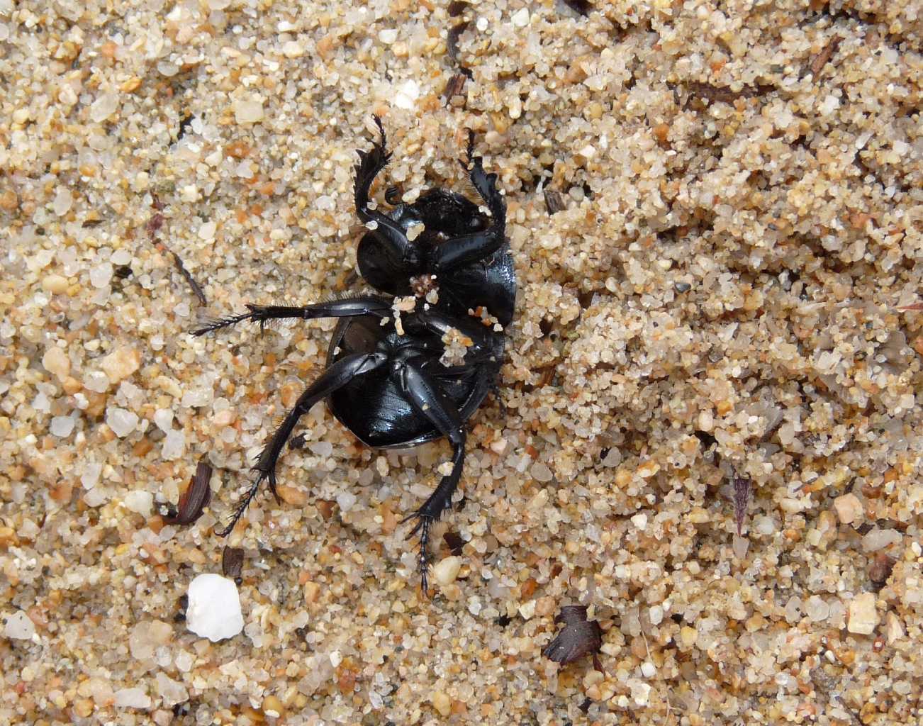 Jekelius (Geotrupidae) di spiaggia